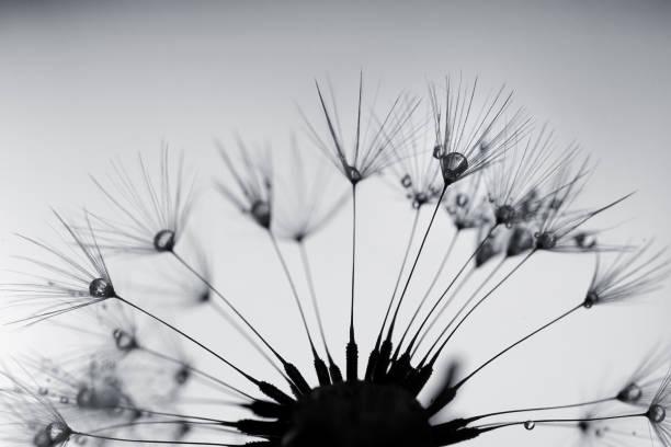 istock Wet Dandelion seeds with drops 2176194280