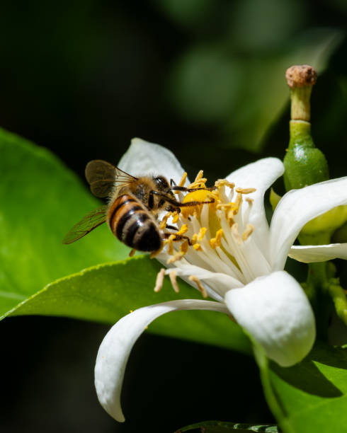 istock Pollinating bee among lemon blossoms. Animals, insects. 2176195228