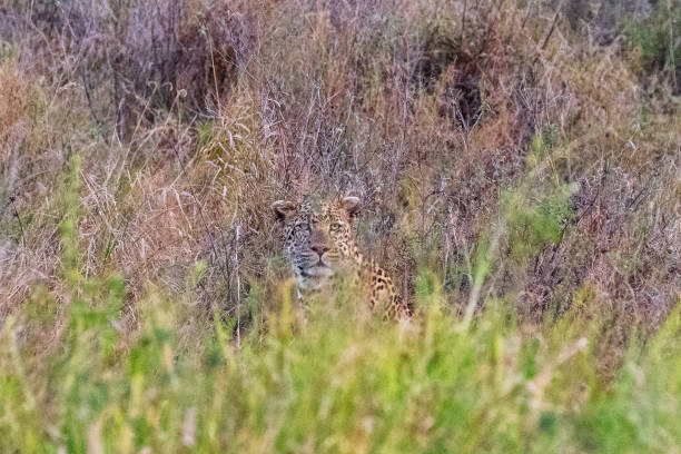 istock Leopard Sighting in the Serengeti 2176199114