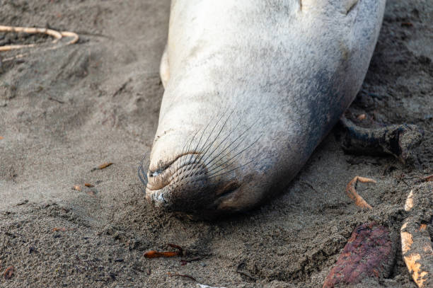 Close-up of fighting northern elephant seals -Mirounga Angustirostris- at Elephant seal vista point, California on a winter morning.