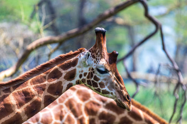 Portrait of a happy giraffe