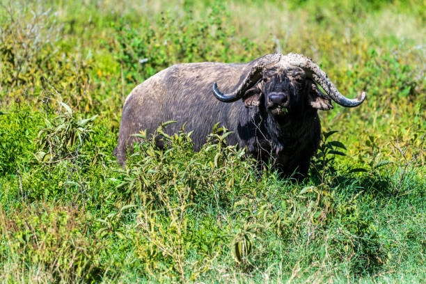 istock Buffalos in Lake Nakuru National park 2176199189