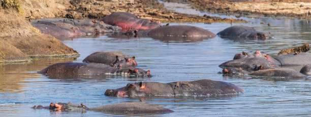 istock Hippo pool in the Serengeti 2176199226