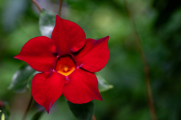A nice calm picture of a brazilian Jasmine in nature with a green background.