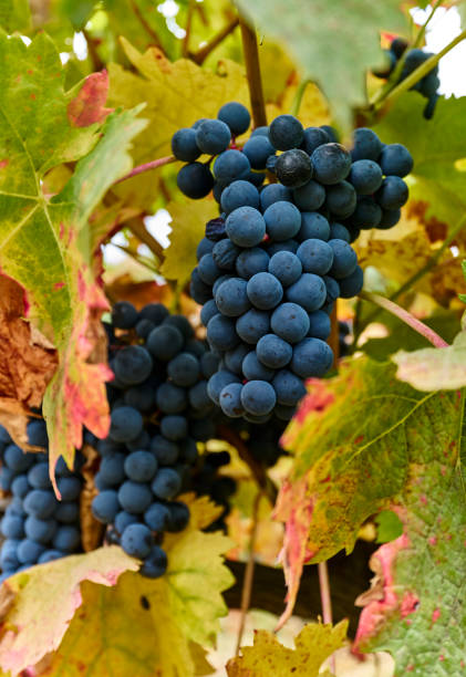 istock Vineyard Fruits: Grapes in Their Natural Habitat 2176204031