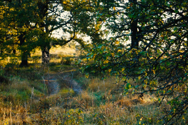 Autumn time background