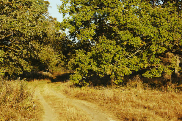 Autumn time background