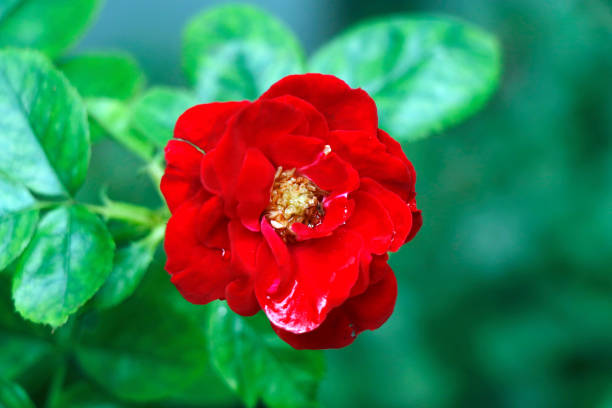 red rose flower in close up with leafy background