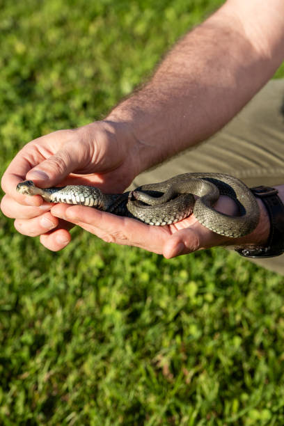 Handling of a snake. Natrix natrix. A snake in human hands.