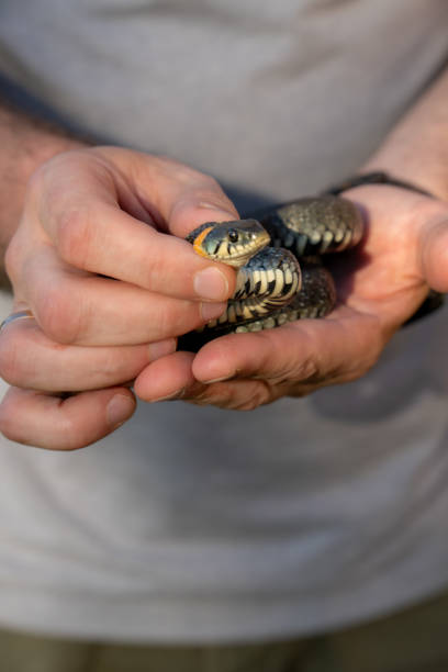 istock Handling of a snake. Natrix natrix. A snake in human hands. 2176206440