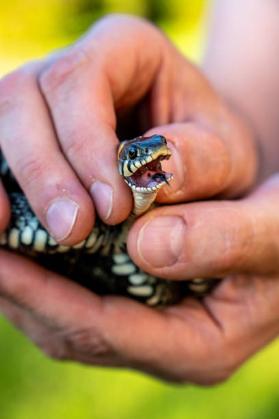 istock Handling of a snake. Natrix natrix. A snake in human hands. 2176206465