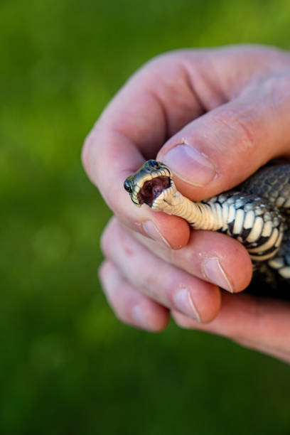 istock Handling of a snake. Natrix natrix. A snake in human hands. 2176206498