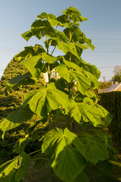 A vibrant Paulownia tree showcasing its large, green leaves under sunlight. Ideal for nature enthusiasts and landscape photography