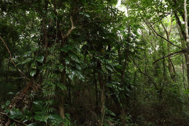 istock rainforest of kadavu 2176214936