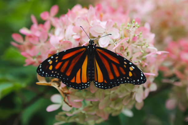 A beautiful monarch butterfly in the flowers of a hydrangea bush. She has just recently emerged from her chrysalis, and is practicing spreading her wings. Shot with a Canon 5D Mark IV.