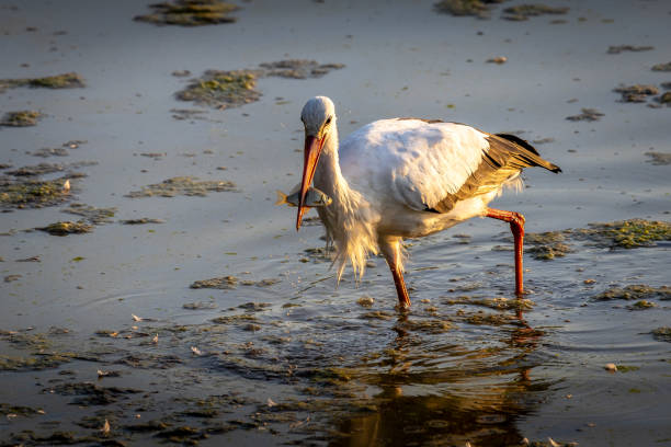 Stork has a fish in its beak