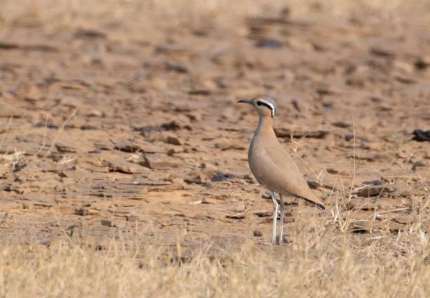 istock cream-colored courser or Cursorius cursor desert national park Rajasthan, India 2176219523