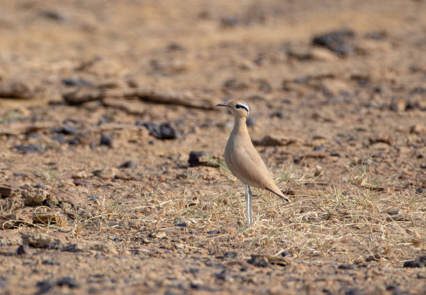 istock cream-colored courser or Cursorius cursor desert national park Rajasthan, India 2176219526