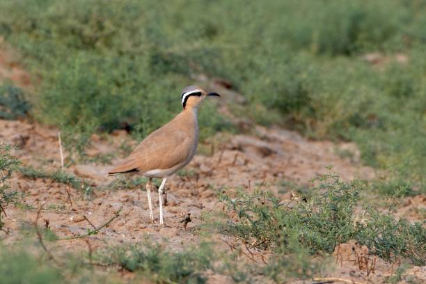 istock cream-colored courser or Cursorius cursor desert national park Rajasthan, India 2176219543