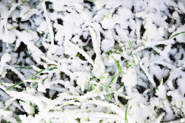Winter is approaching and with it the probability of snow or freezing temperatures. Here we see how the grass is covered with snow.