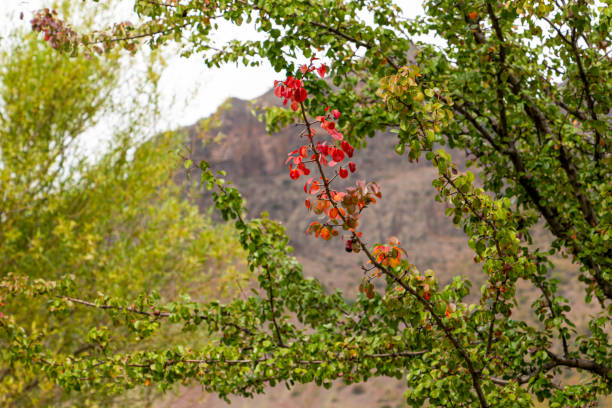 Tree leaves just starting to turn red in early fall a closeup with a bokeh background.