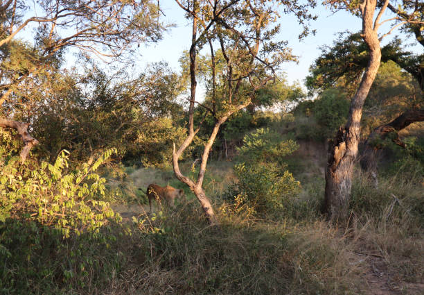 istock Kruger National Park Safari 2176222074