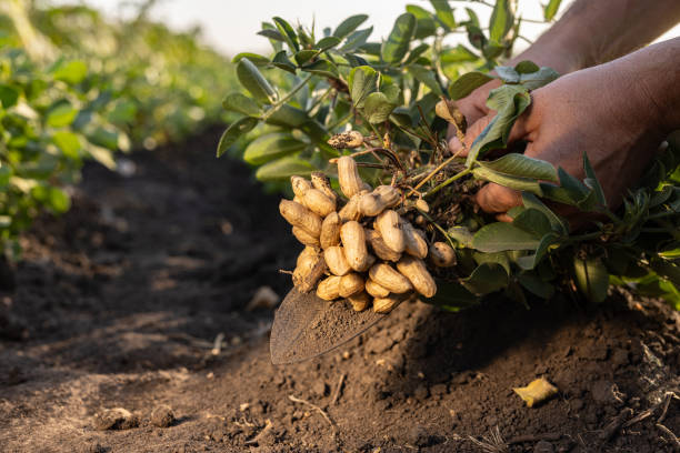 istock A farmer holding freshly harvested peanuts with roots in a field 2176222342