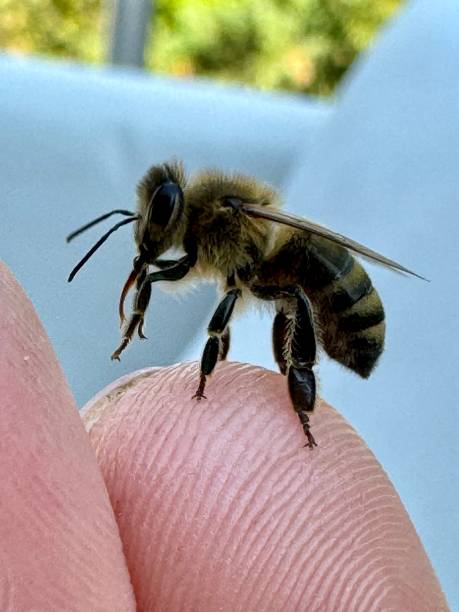 istock Honeybee having a rest on human skin. 2176224562