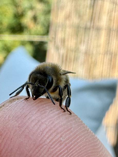 istock Honeybee having a rest on human skin. 2176224570