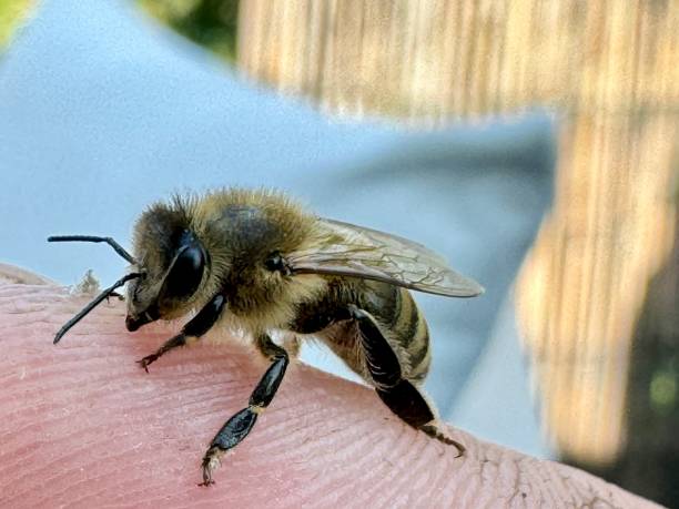 istock Honeybee having a rest on human skin. 2176224577
