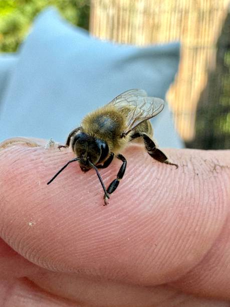 istock Honeybee having a rest on human skin. 2176224595