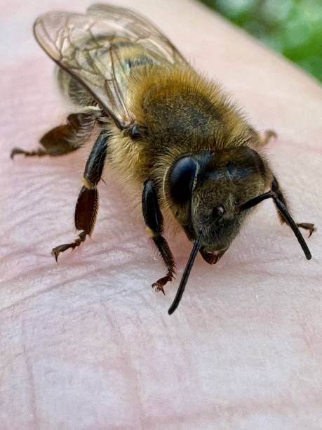 istock Honeybee having a rest on human skin. 2176224726