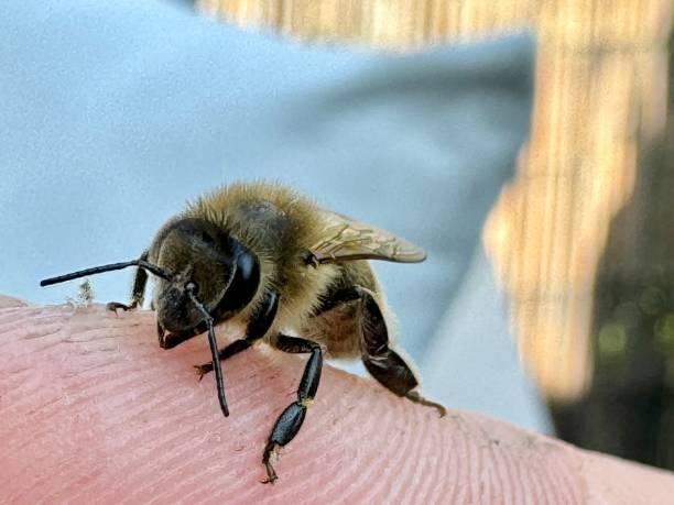 istock Honeybee having a rest on human skin. 2176224819