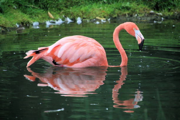 istock A view of a Flamingo 2176225285