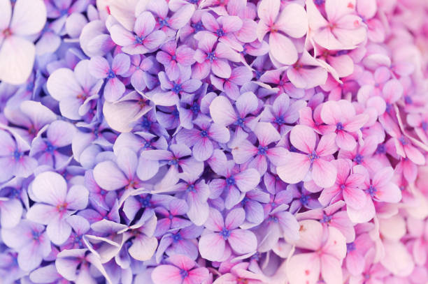 natural macro floral background with Hydrangea macrophylla, French hydrangea