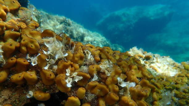 istock Chicken liver sponge or Caribbean Chicken-liver sponge (Chondrilla nucula) undersea 2176226355