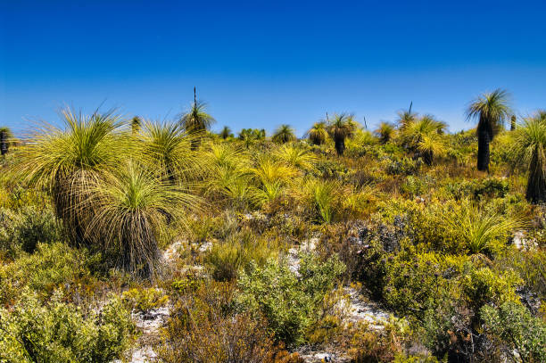 istock Grass trees and coastal dune vegetation with low shrubs in Western Australia 2176228183