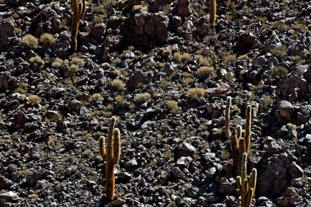 flora, fauna and landscapes