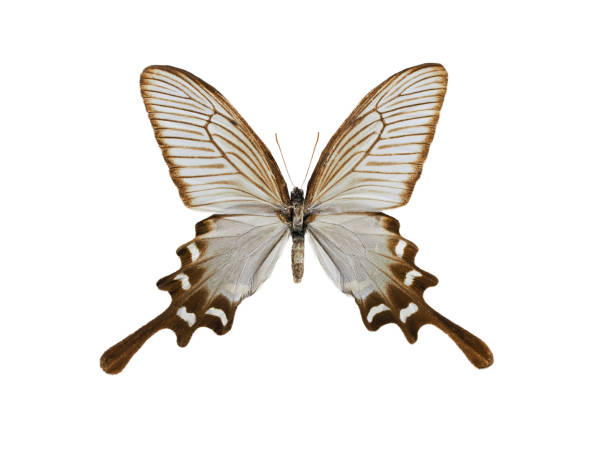 istock papilio slateri isolated on white background 2176230055