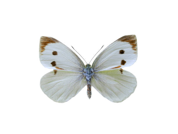istock Pieris brassicae butterfly isolated on white background 2176230065