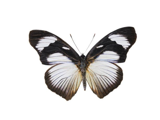 istock hypolymnas antedon butterfly isolated on white background 2176230067