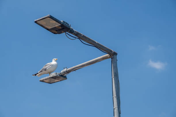 Seagull sits confidently on a streetlight, basking in the sunlight against a vivid blue sky.