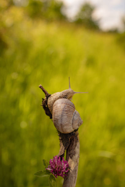 snail macro world nature animals insects