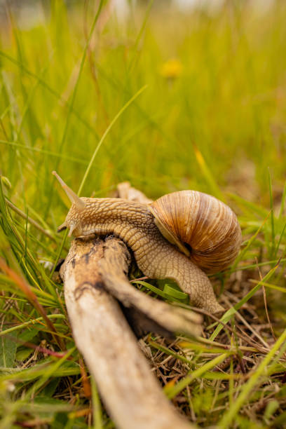 istock snail macro world nature animals insects 2176234882