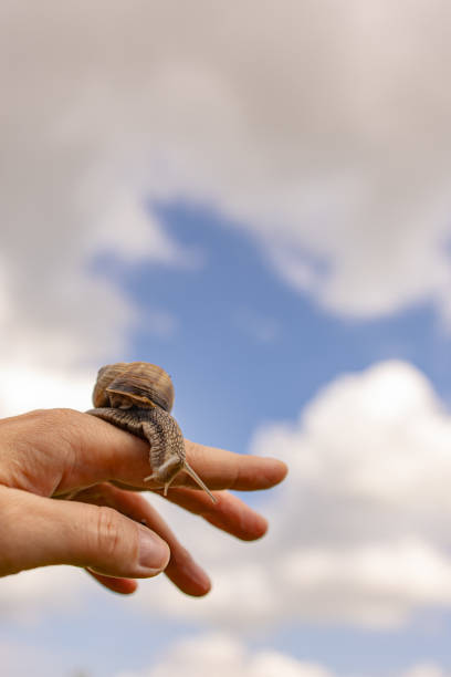 istock snail macro world nature animals insects 2176234901