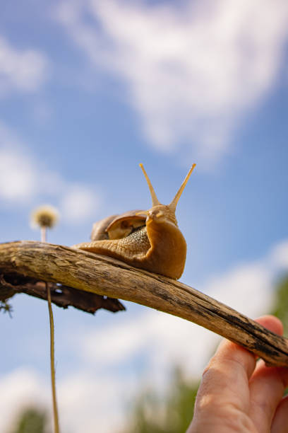 istock snail macro world nature animals insects 2176234996