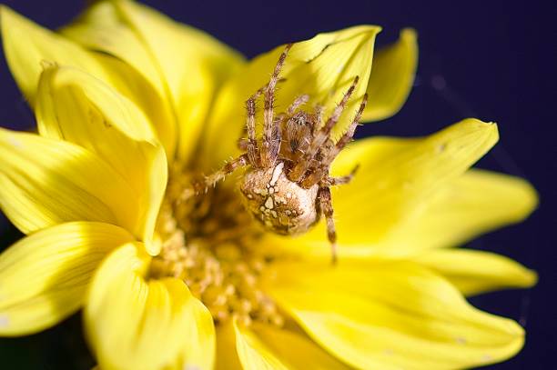 Rosa canina and Macro of white crab spider (Misumena vatia) detail