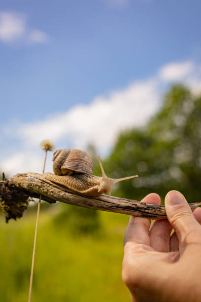 istock snail macro world nature animals insects 2176236571