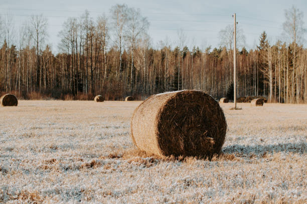 Rolls of hay on the field in winter