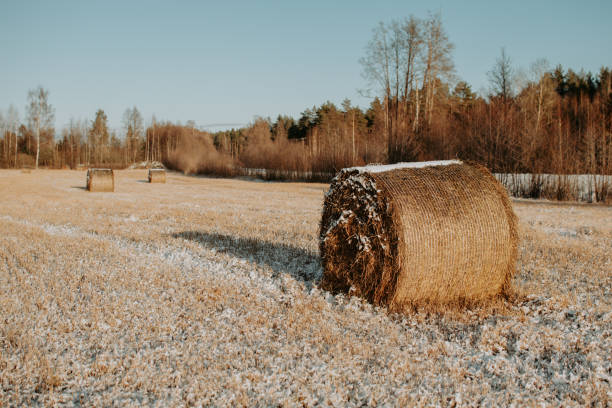 istock Rolls of hay on the field in winter 2176238266